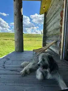 Сибирский Дом - 4