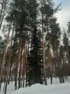 Ельничный - 5