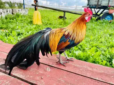 Александровский спас - 12