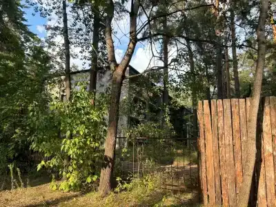 Сосновый бор - 31