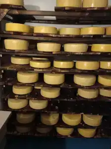 Карельские Лага - 61