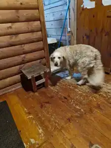 Черный Кот - 1