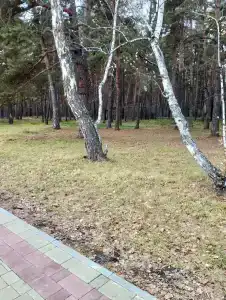 Буревестник - 26