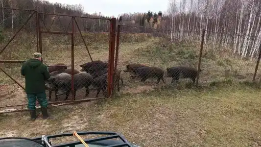 Сечуга - 19
