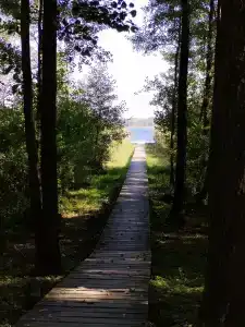 Дыхание Леса - 1