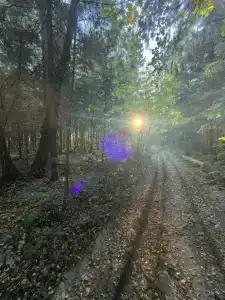 Хвойный Лес - 59