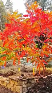 Усадьба Мещерская - 88