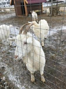 Треугольный стильный дом рядом с сыроварней - 6