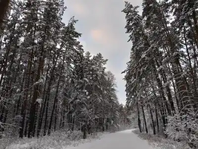 Сосновые дома - 29