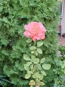 Мелодия моря - 23