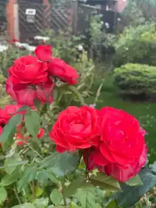 Ренессанс - 81