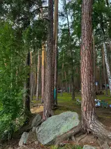 Лесная поляна - 87