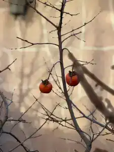 Морской Бриз - 38