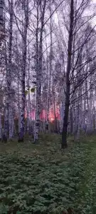 Анжерский - 81