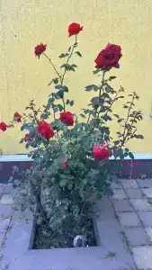 У Аллы - 6