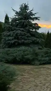 СВХ - 96