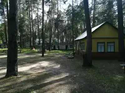 Сосновая роща - 5