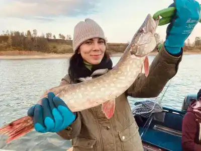 Соколино - 61