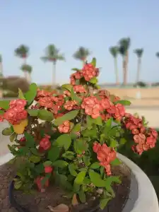 Baron Resort Sharm El Sheikh - 35