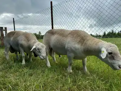 Дорпер-Фарм - 40