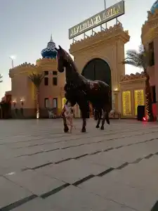 Alf Leila Wa Leila - Albatros 1001 Nights - 1