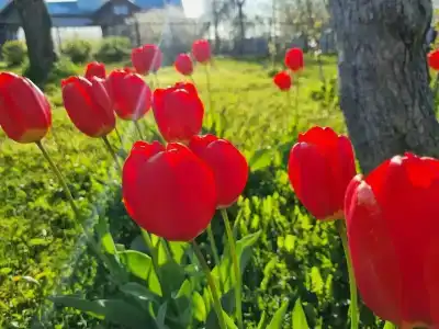 Александровский - 12