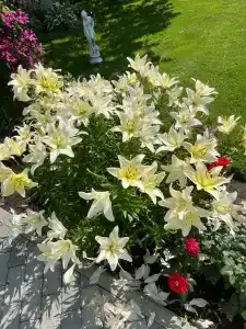 Волшебный Сад - 71