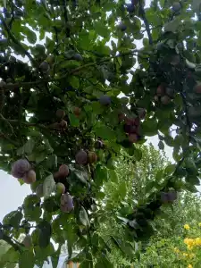 Эко Суздаль Inn - 100