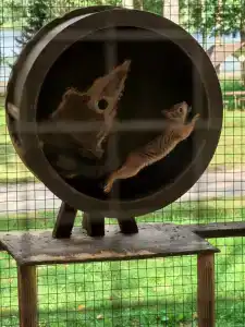 Серебряный Ключ - 54