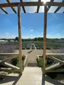 Лавандовые холмы - 3