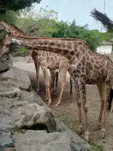 Green World Nha Trang - 41