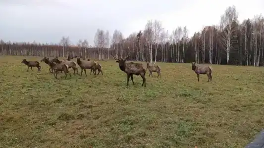 Сечуга - 22
