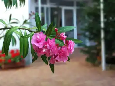 Аир - 6