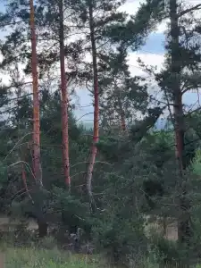 Сура - 86