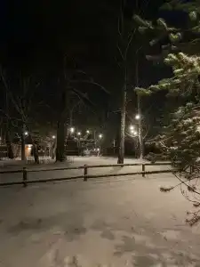 Ветер в соснах - 4