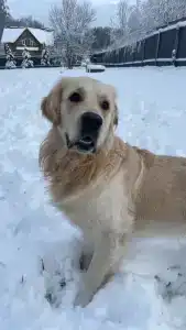 Ильинка лес - 28