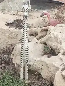 Жемчужный - 16