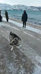 Морошка - 34