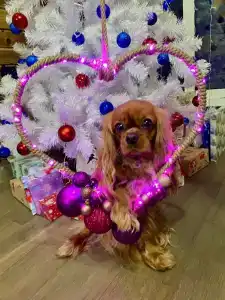 A-frame Сосновый бор - 11