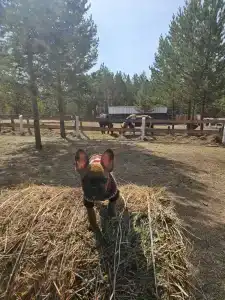 Багратион - 16