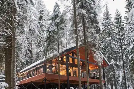 Fox in forest - 0