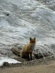 Арктик серф - 3