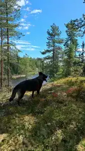 Рузя Карелия - 4