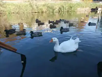 Эко Суздаль Inn - 89