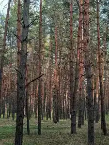 Усадьба - 75