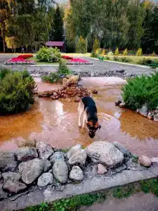 Пушкиногорье - 87