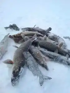 Мы-сЪ Онего - 53