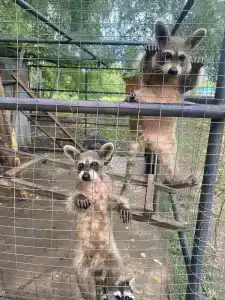 Мультиферма - 57