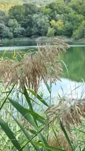 Родное - 26