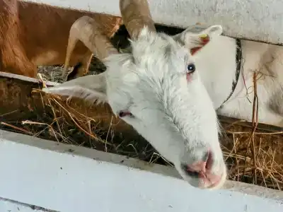 Александровский спас - 82